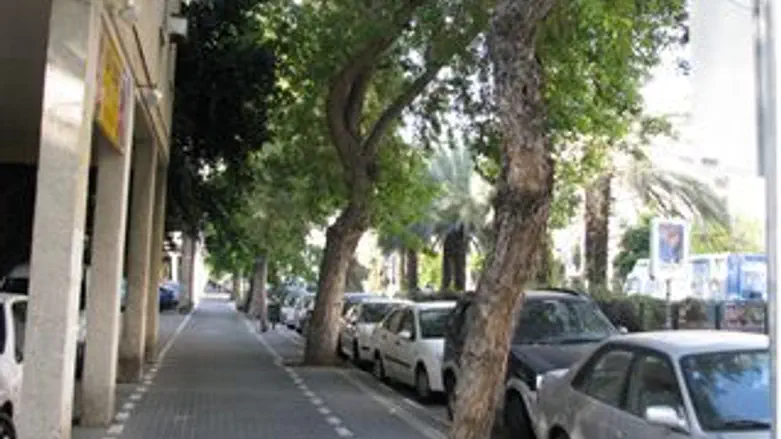 עצי הסיסם באבן גבירול