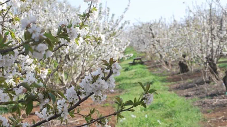 פריחת הדובדבן