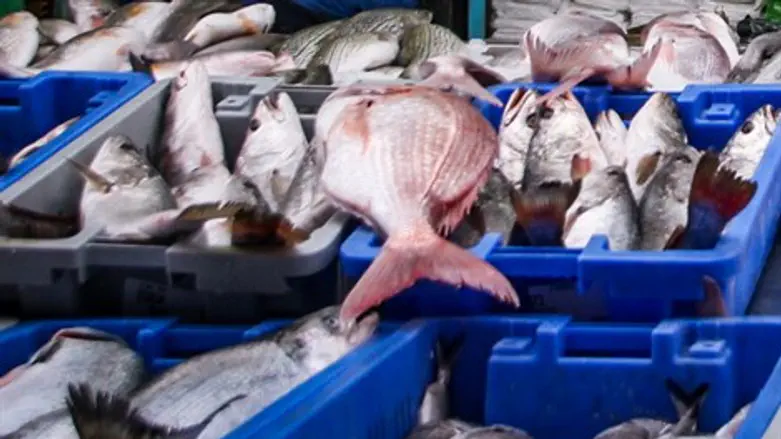 היזהרו מהדגים. אילוסטרציה