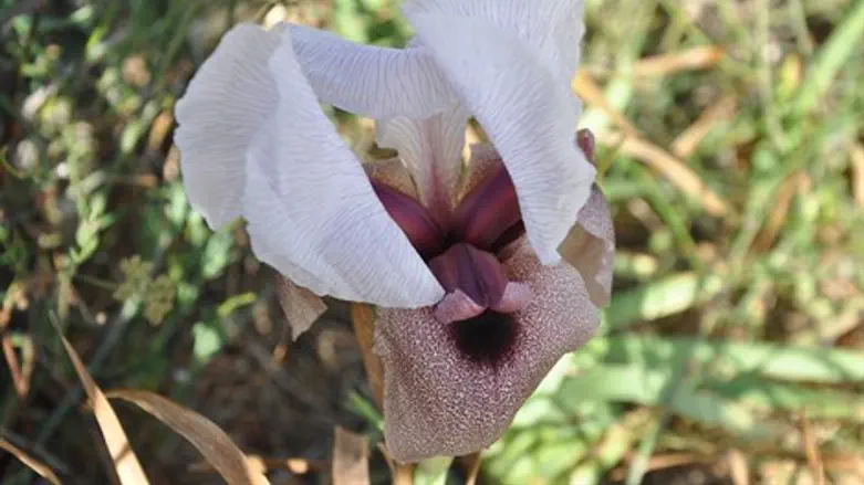 אירוס השומרון