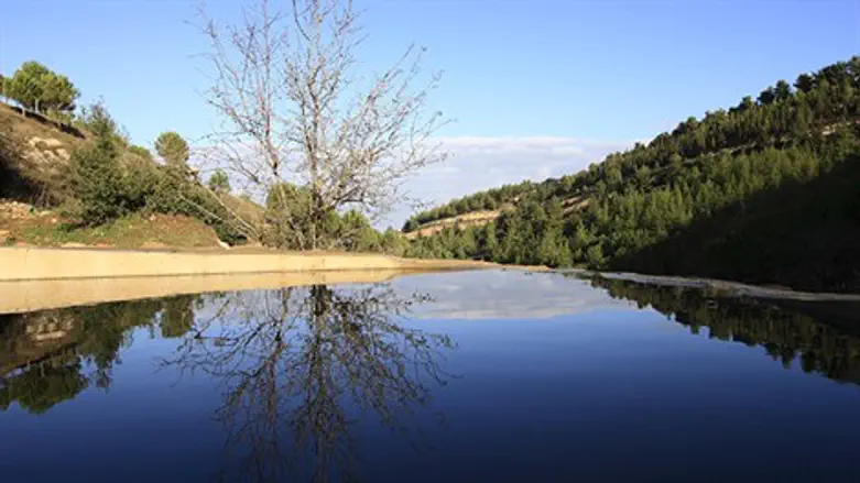 ירוק והרבה מים