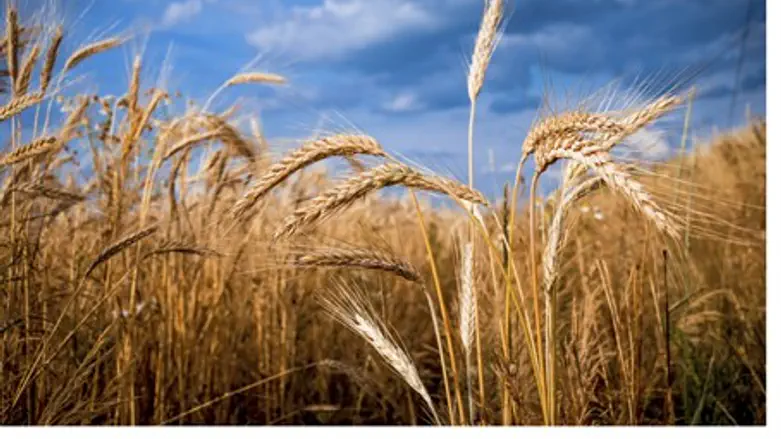 Barley (illustration)