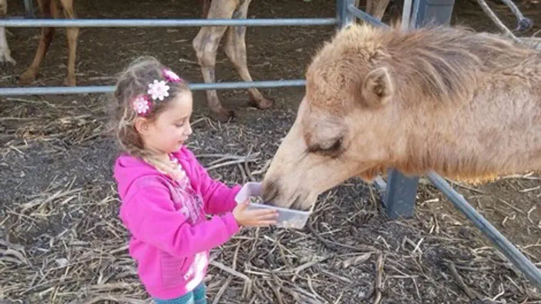פסח בבנימין