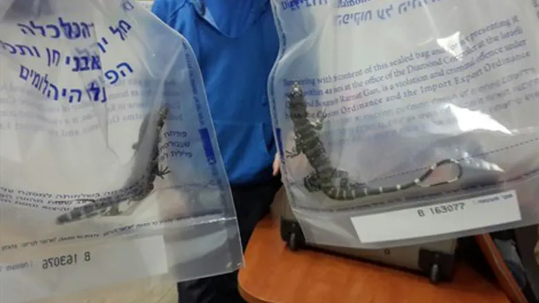 הלטאות הנדירות שנתפסו