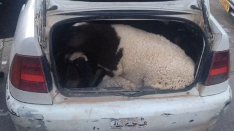 דחוסים ברכב