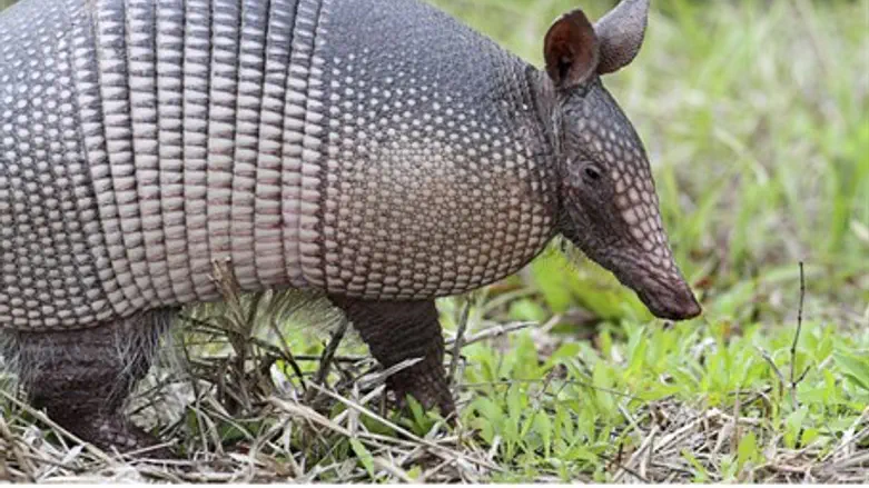 Armadillo