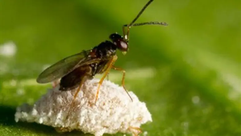יוצאת למשימה בדרום אפריקה. צרעה