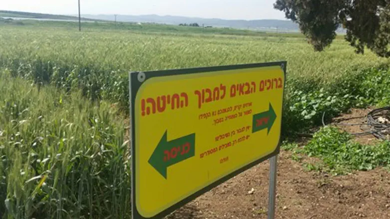 מבוך חיטה