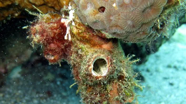 האיצטלן פוליקרפה מיטיליגרה בשונית האלמוגים באילת