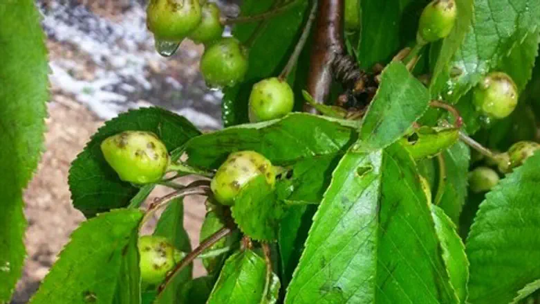 נזקים במיליונים