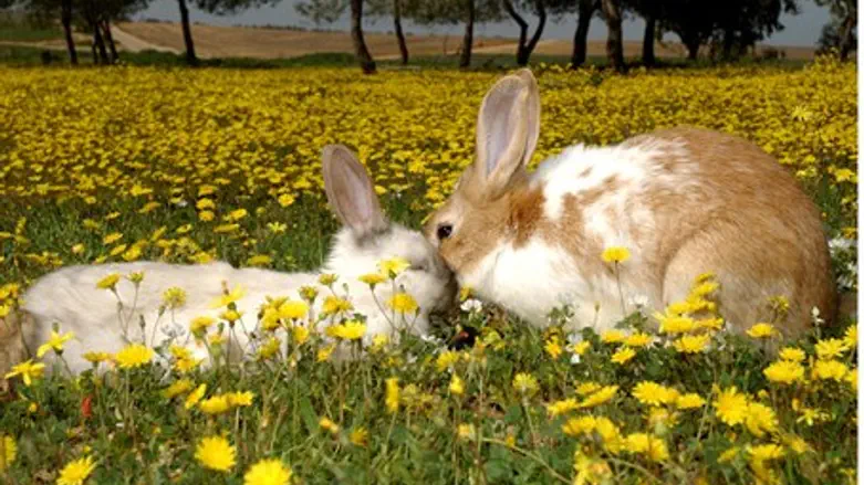 Rabbits (illustration)