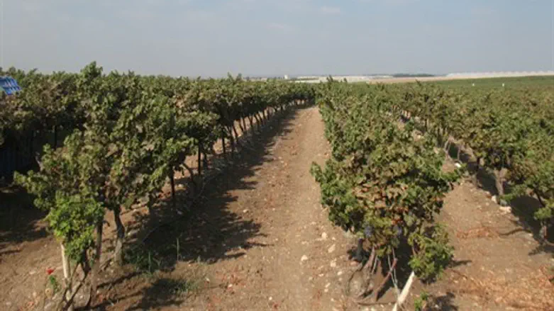 פסטיבל יין וכרמים