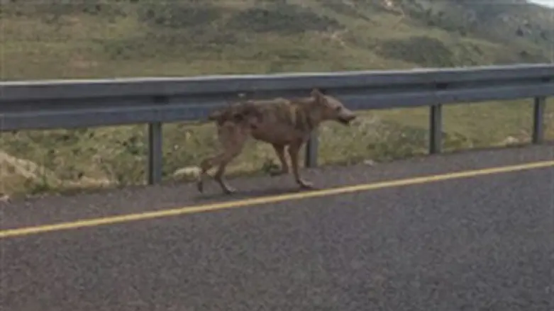 הזאבה החשודה