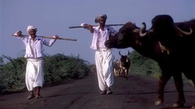 תחרות שוורים