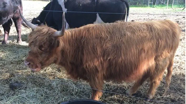 The Red Cow in Lakewood