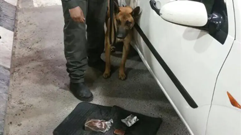 הכלב צ'אבי התעקש וצדק