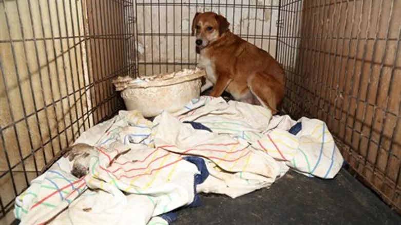 פינוי הכלבים