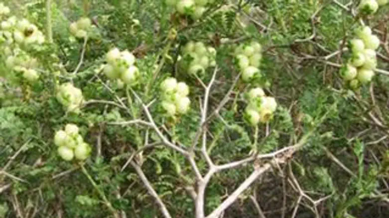 סירה קוצנית