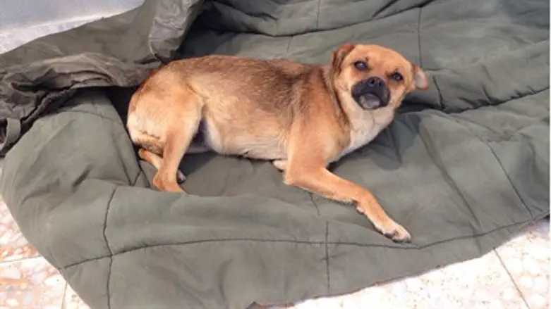 The dog suspected of carrying rabies