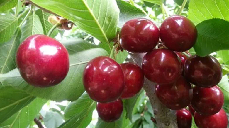 חוגגים באדום