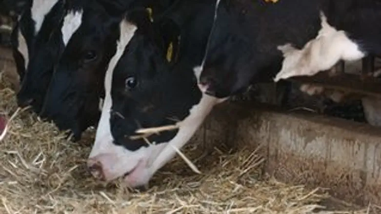 מסמכים מאז וחליבה מהיום