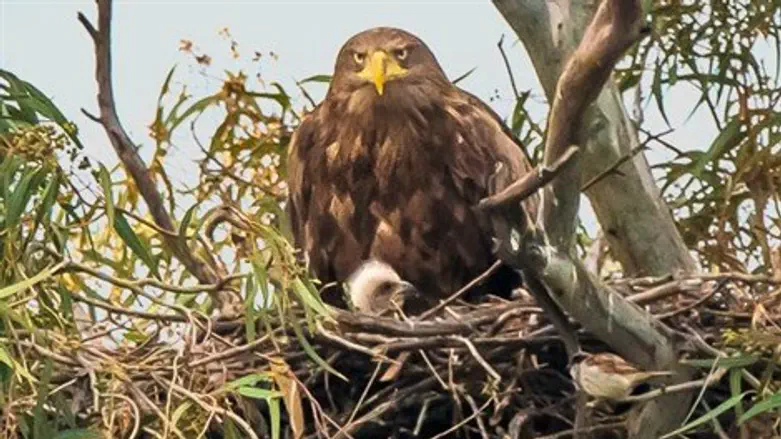 עיטם לבן זנב
