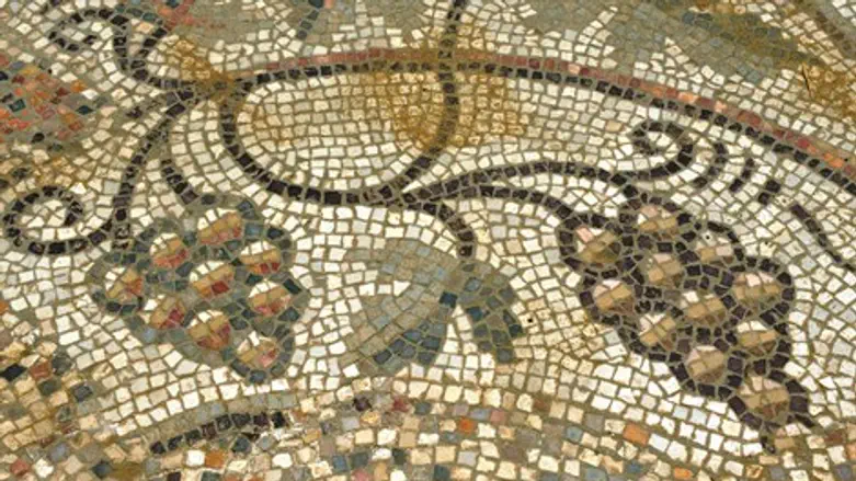 היין הכי טוב בעולם צומח באדמת יהודה