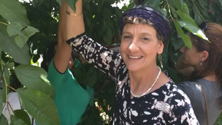 קטיף בגוש עציון