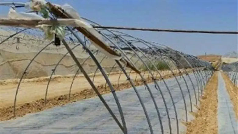 עוקרים ומחטאים. עין יהב