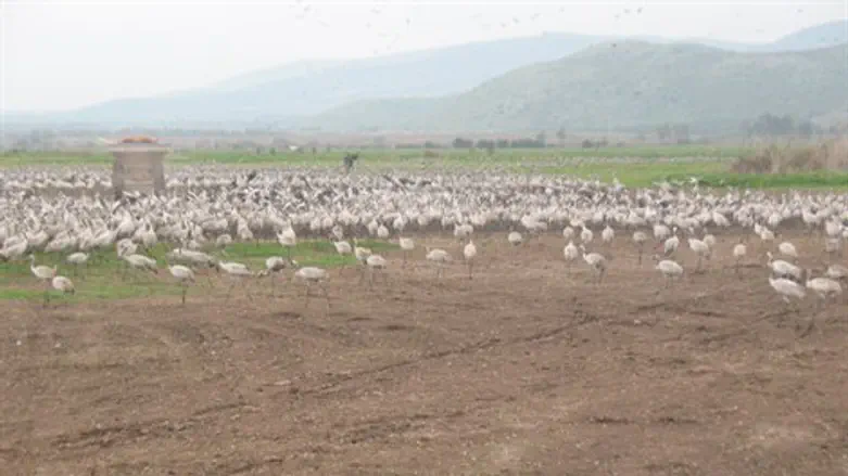 הצפרים באות. התיירים לא