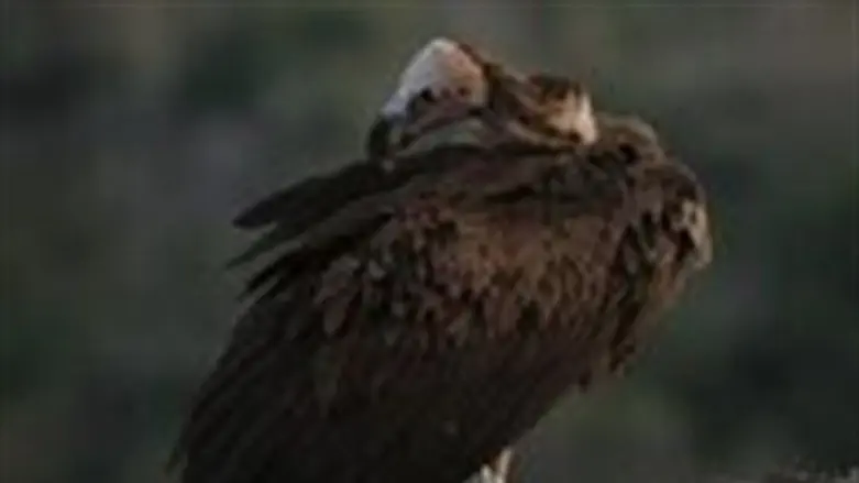 עזניית הנגב