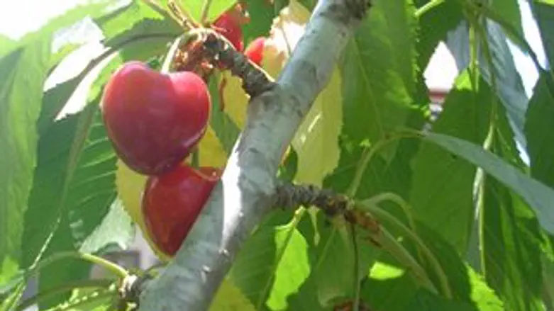 שגרירים ישראליים בשוקי העולם