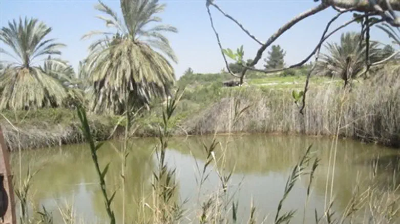 אגם בנאות קדומים