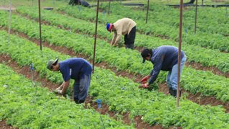 תמונת אילוסטרציה