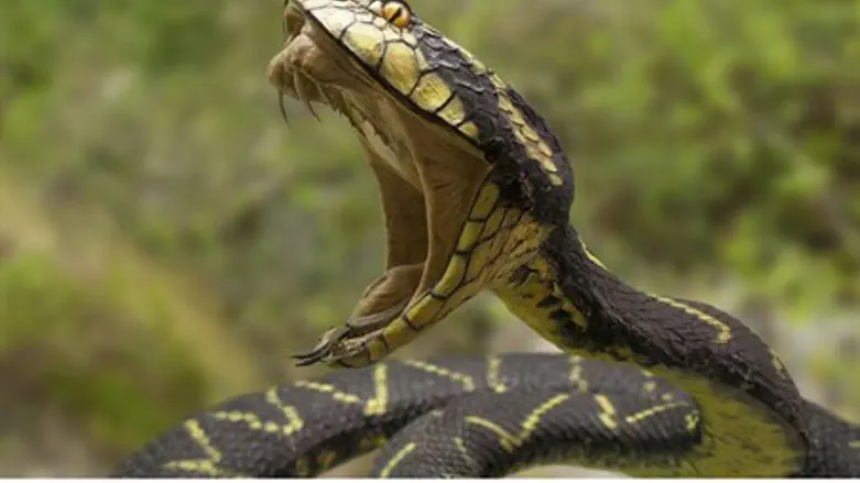 Venomous snake (illustration)