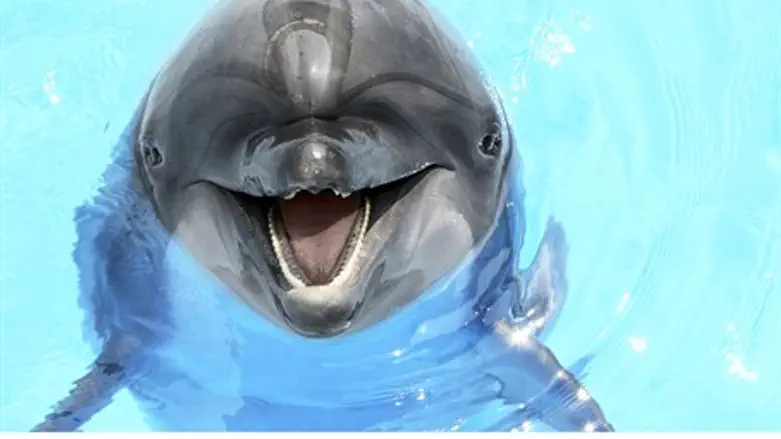 Smiling Dolphin