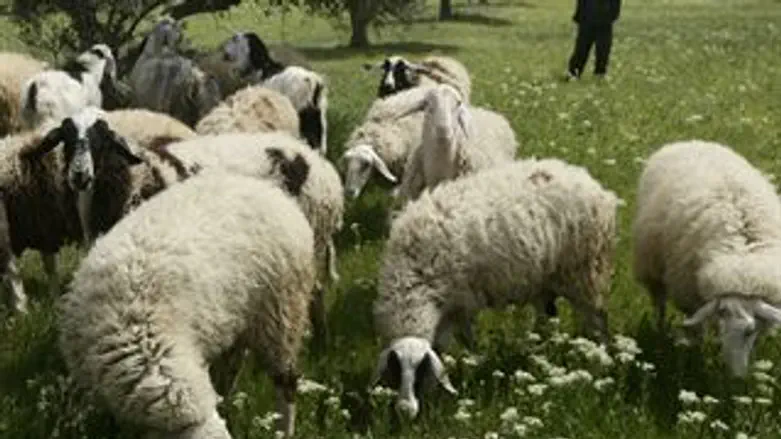 למצולמים אין קשר ידוע לאמור בכתבה...