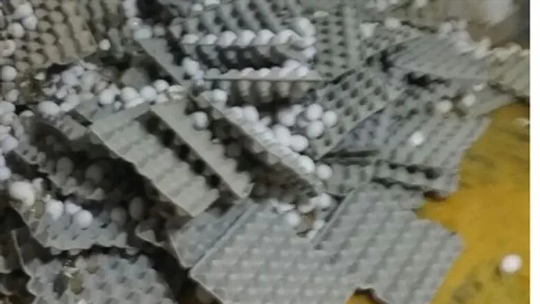 Egg smuggling factory