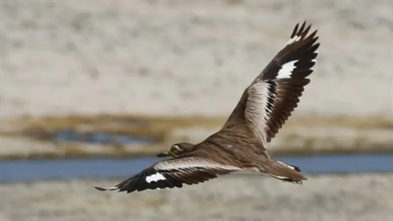 כרוון סנגלי