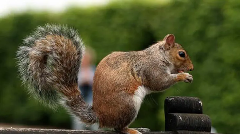 Squirrel in London (illustration)