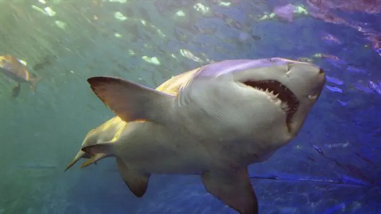 Shark (illustrative)