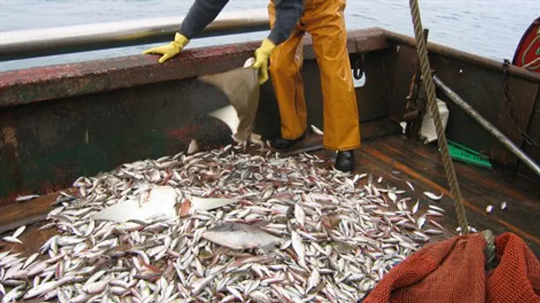 דגים במכמורת