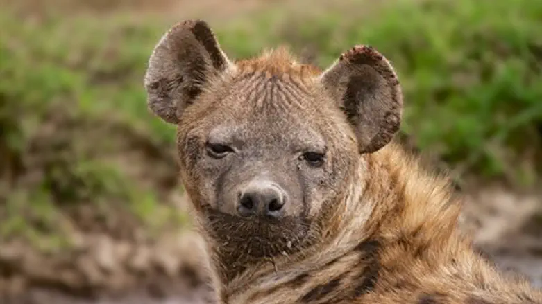 Hyena (illustrative)