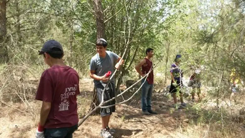 מנקים יערות