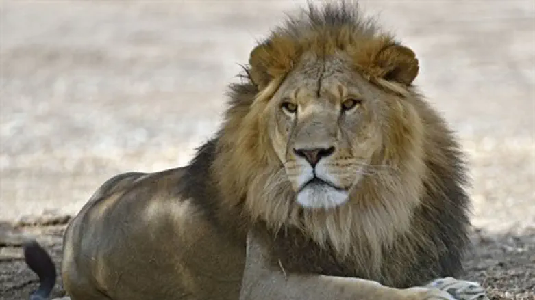 סמוני האריה