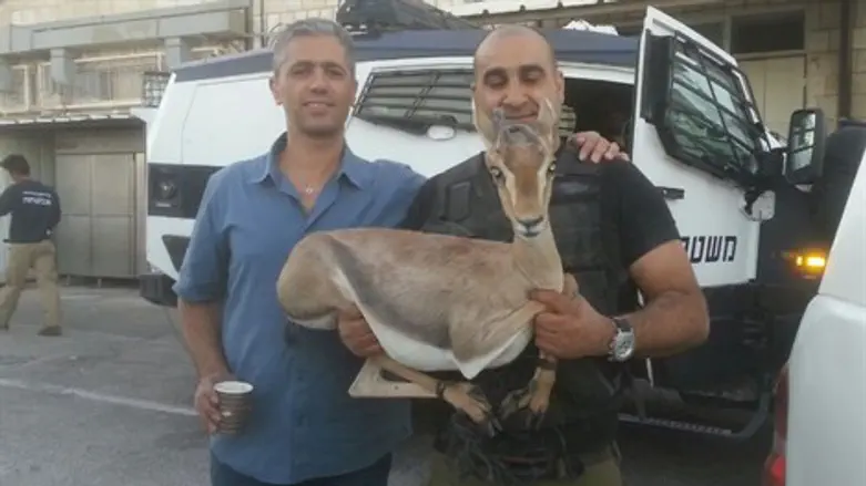 הצבי שאותר באזור בית לחם