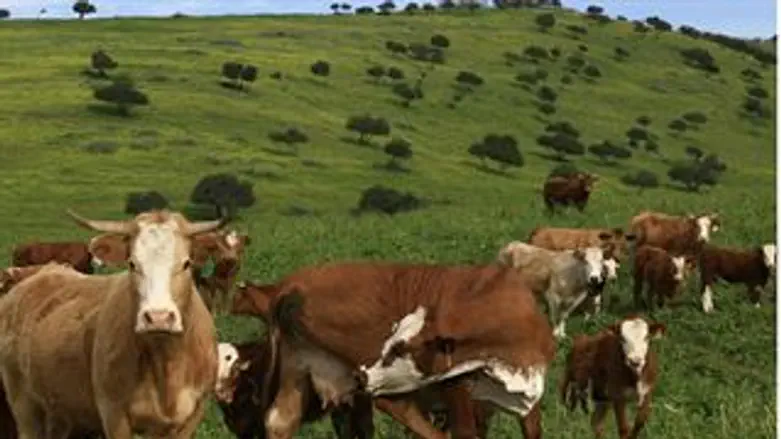 אצלם תהיה התנגדות למאגר?