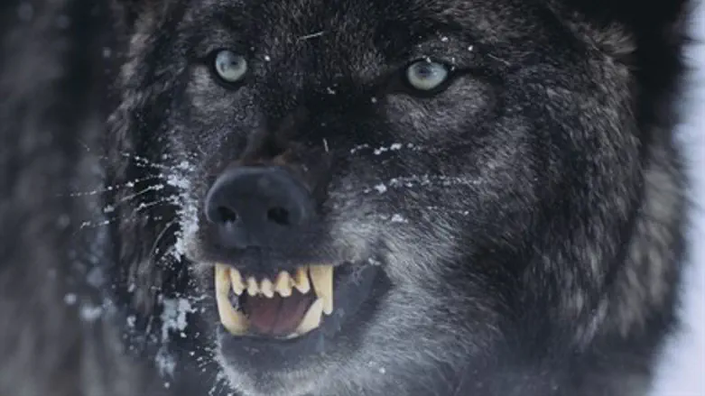 Wolf (illustration)