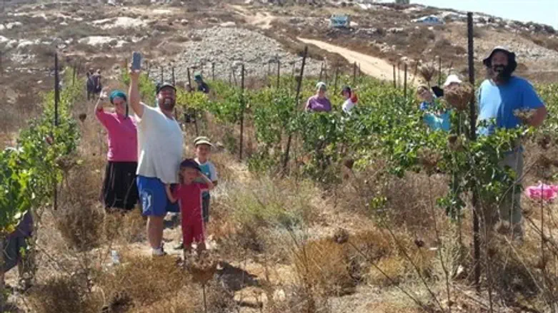 הבציר בכרם ביצהר