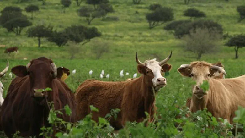 Cows (illustration)